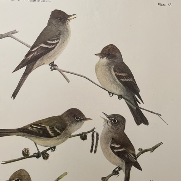 Antique Ornithological Bird Print Original - Picture 7 of 11